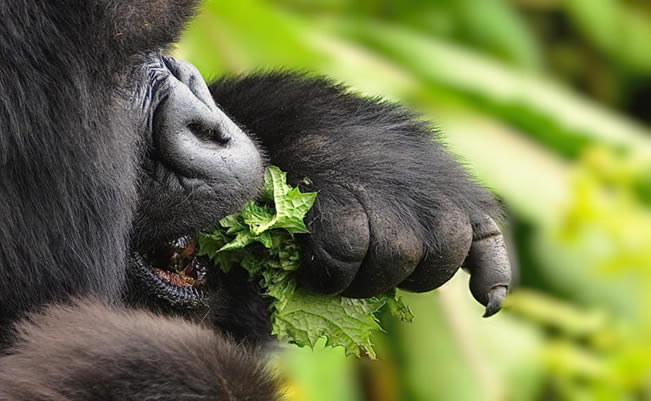 10 Top Facts About Gorillas