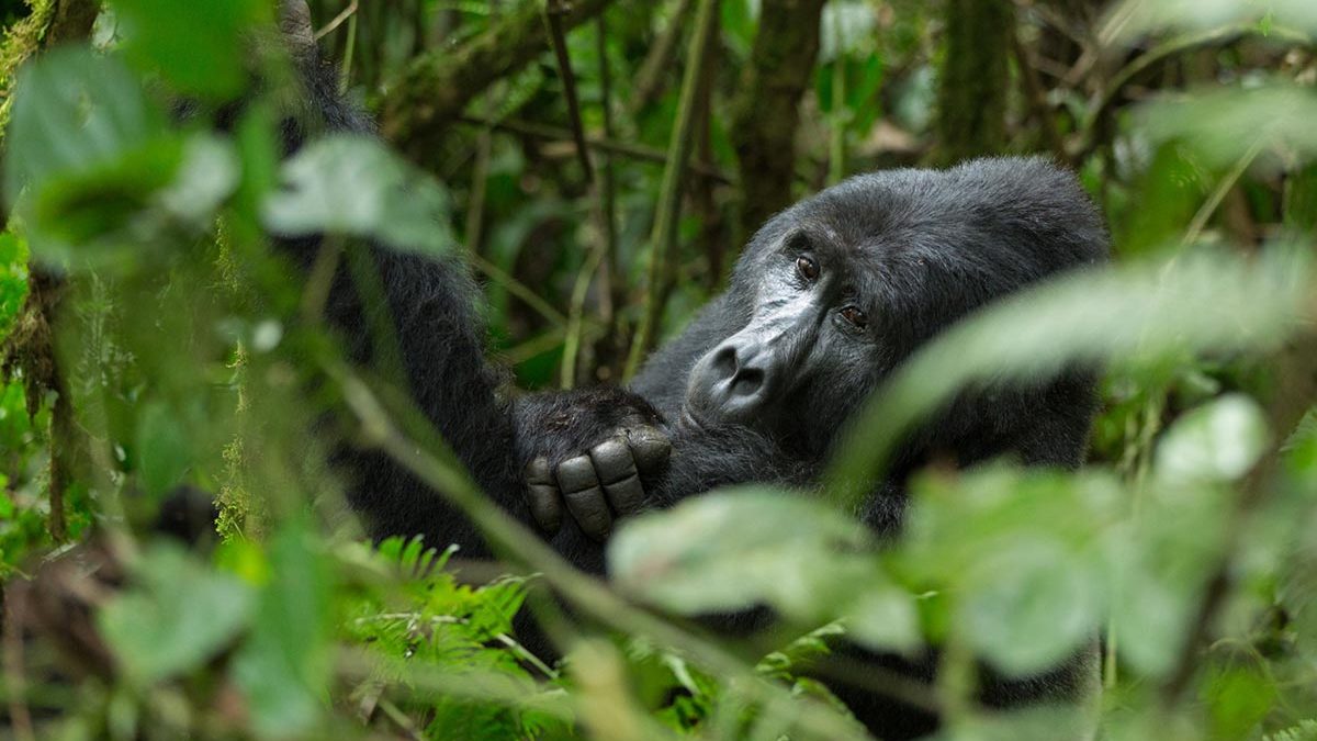 11 days Uganda Gorilla trekking, wildlife & white water rafting