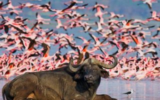 3 days Lake Naivasha and Lake Nakuru wildlife safari