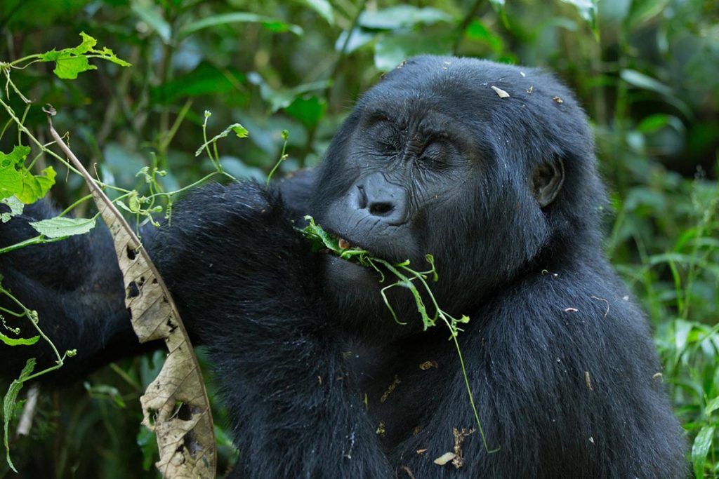 3 days Uganda Gorilla Habituation safari from Kigali