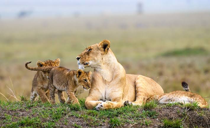 8 days Tanzania and Kenya Wildlife safari