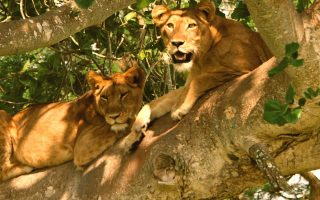 5 Days Queen Elizabeth Wildlife & Gorilla Trekking safari