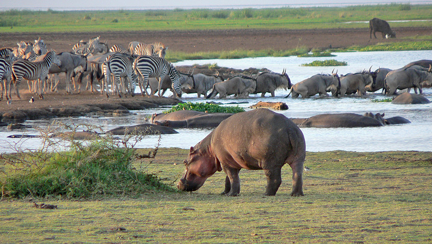 3 Days Lake Manyara national park wildlife safari