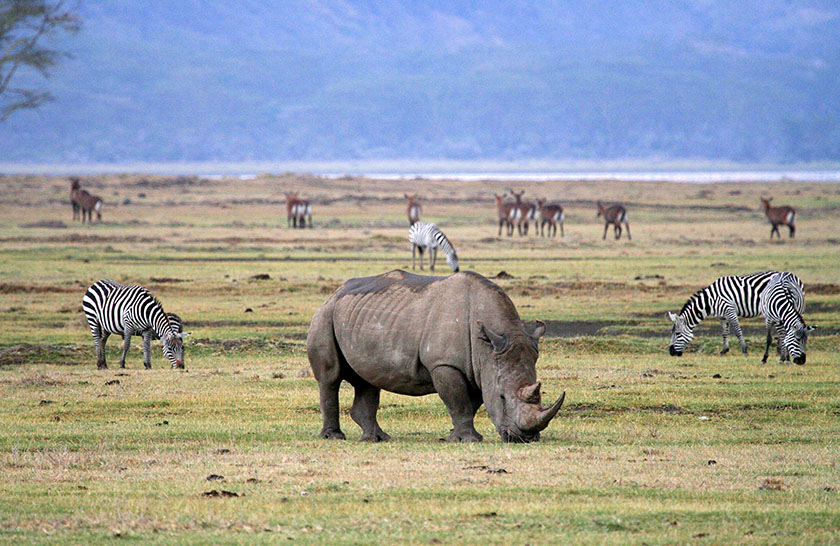 9 Days Best of Tanzania Safari