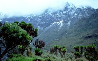 Mountain Rwenzori National Park