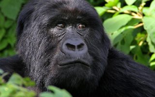 2 Days Rwanda Gorilla trekking safari