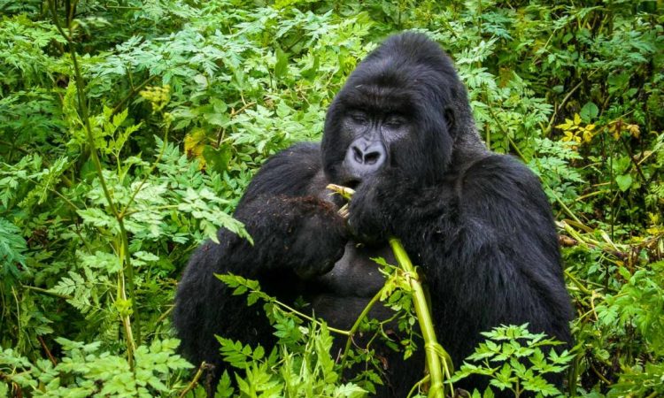 3 days Rwanda Mountain Gorilla trekking safari