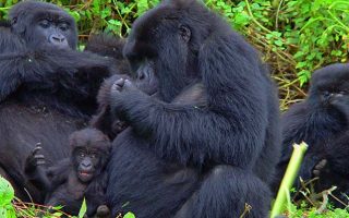 5 Days Uganda Safari, Gorillas & Chimpanzee