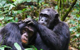 4 Days Kibale Forest and Ngamba Island chimpanzee trekking safari