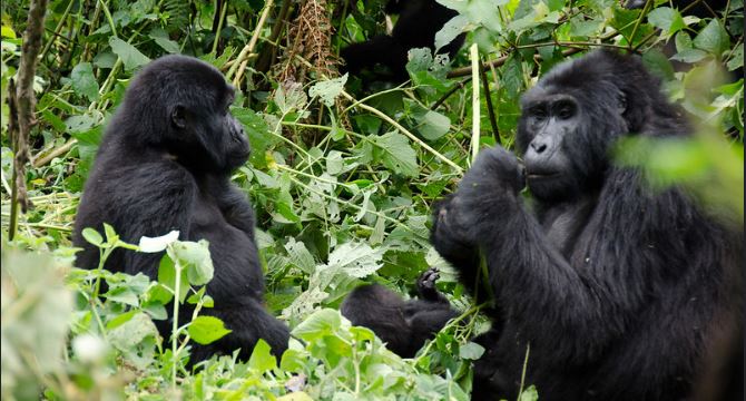 5 Days Gorilla habituation experience and Queen Elizabeth wildlife safari 