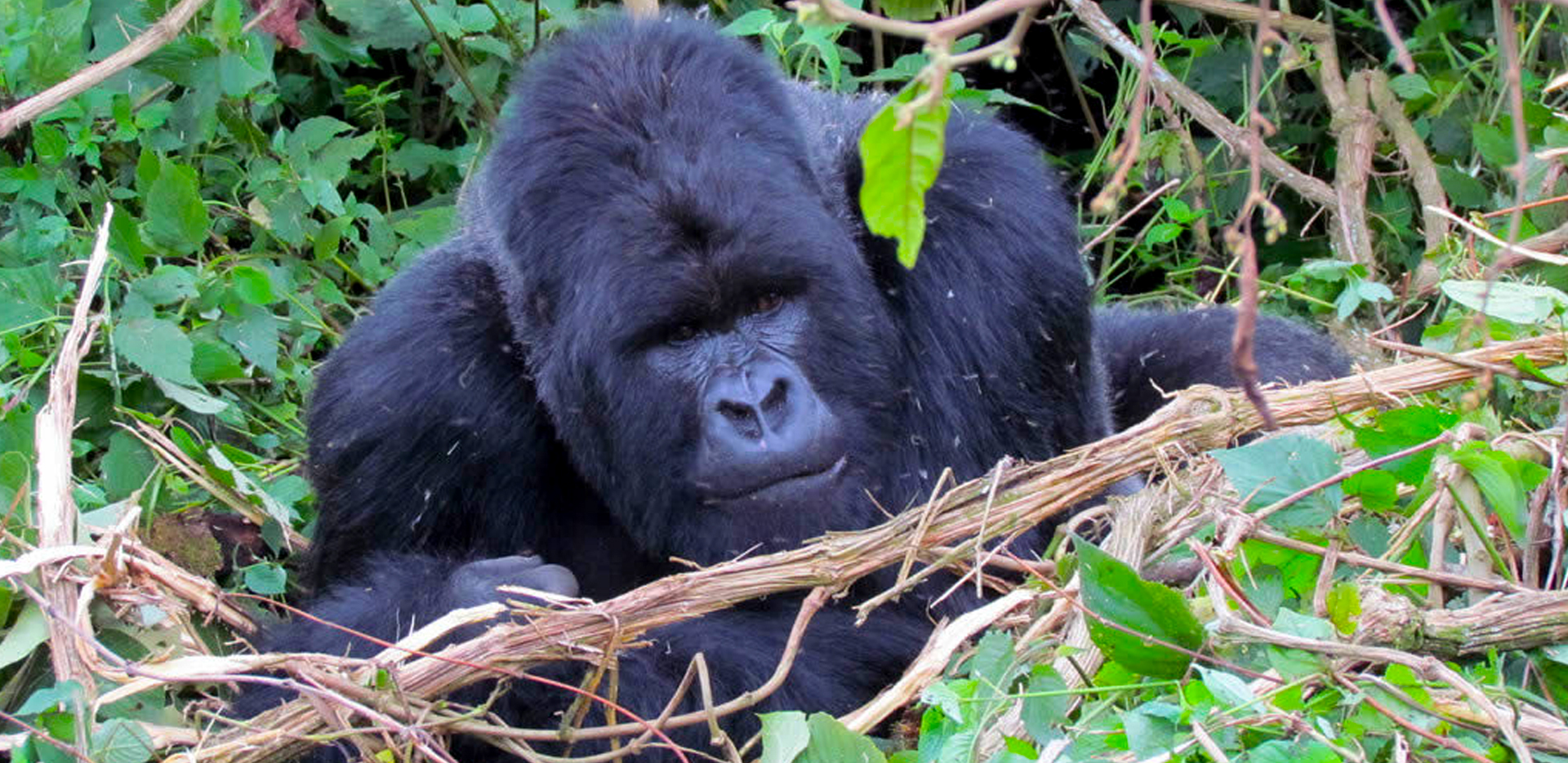 Wildlife Safaris in Uganda