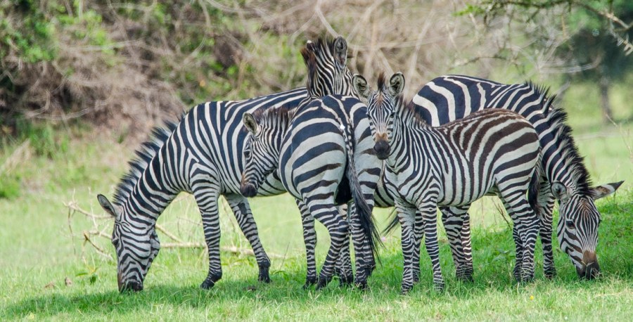 13 Days Best of Uganda Safari