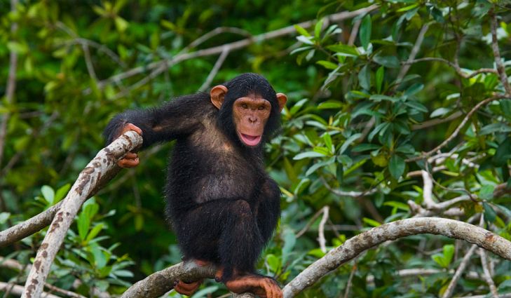 5 Days Rwanda Primate safari
