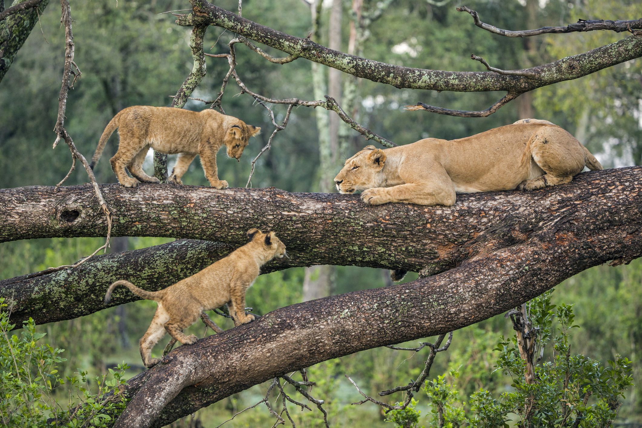 Best places to see tree Climbing Lions in East Africa