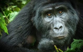 A guide to gorilla trekking in Virunga national park