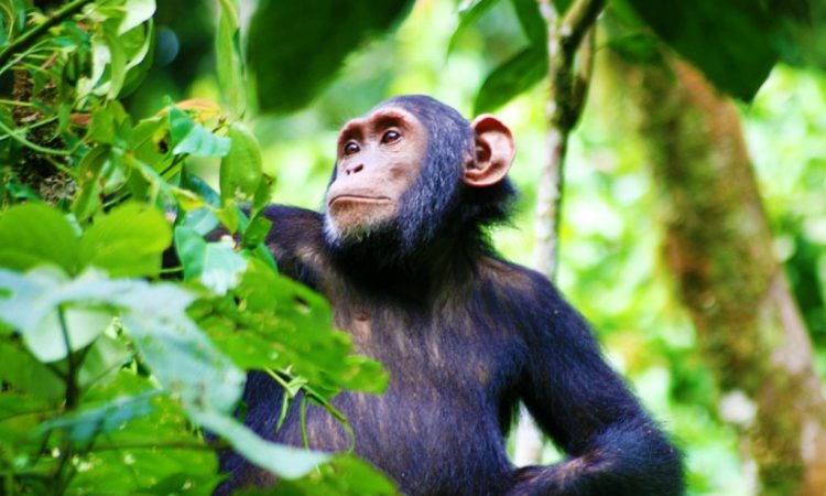 Chimpanzee Habituation Experience In Uganda