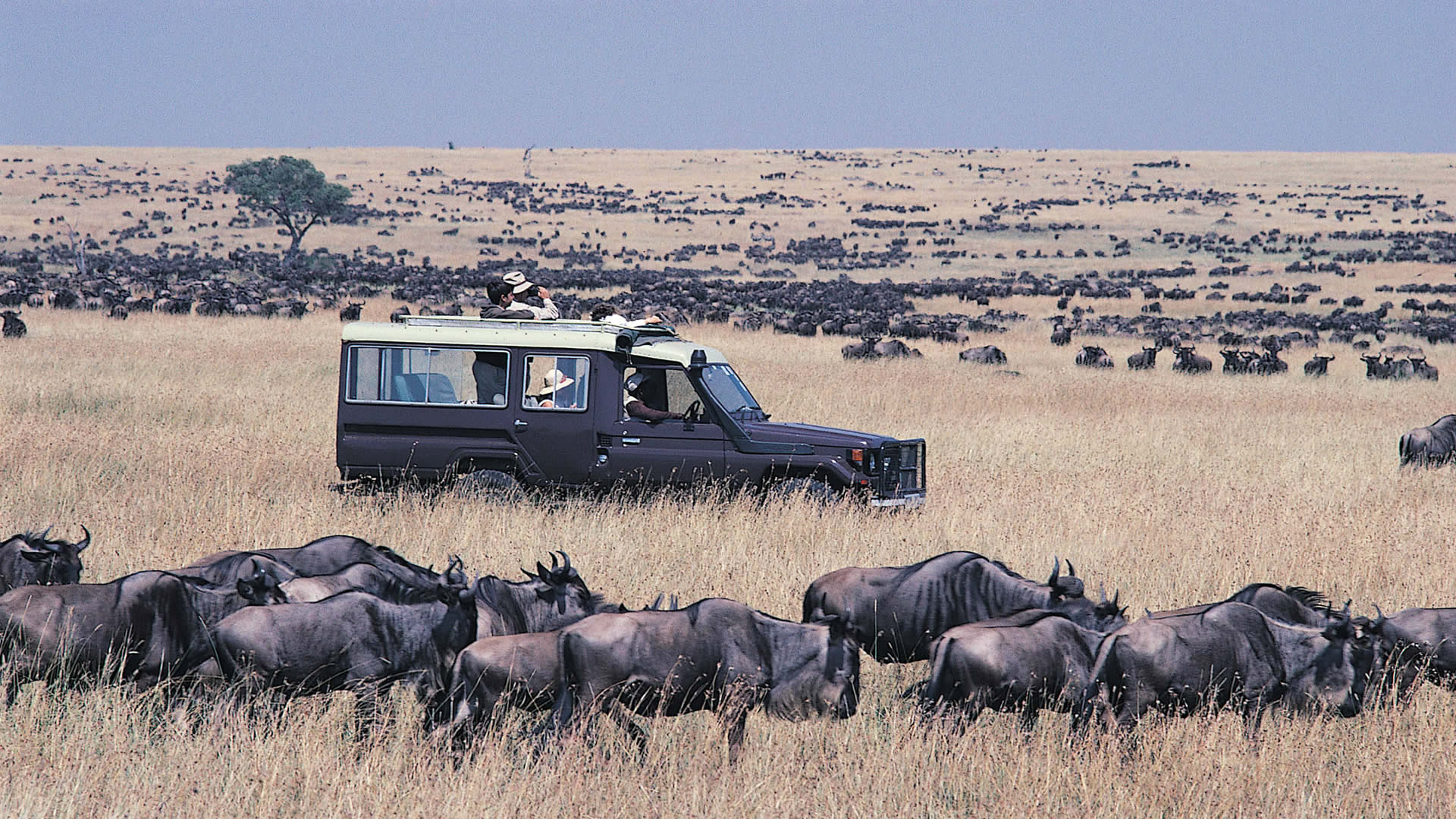 Maasai mara national reserve