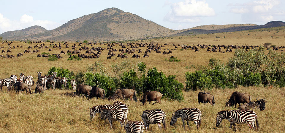 Facts about Masai Mara National Reserve in Kenya