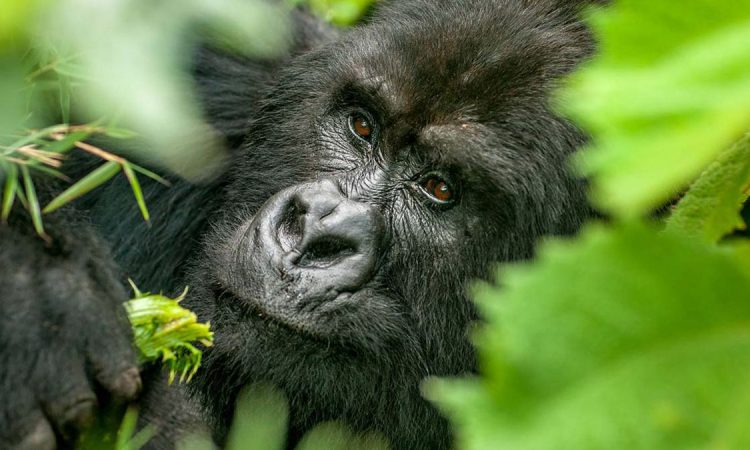 Gorilla trekking gears/ what to wear for Gorilla trekking in Uganda, Rwanda and Congo