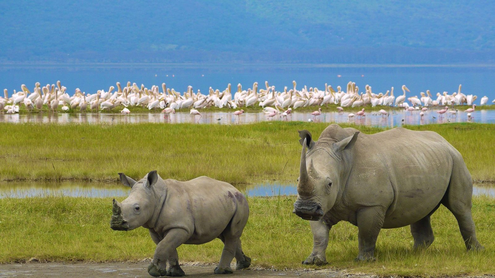 7 days Masai Mara, Lake Nakuru, Tsavo West & Amboseli safari