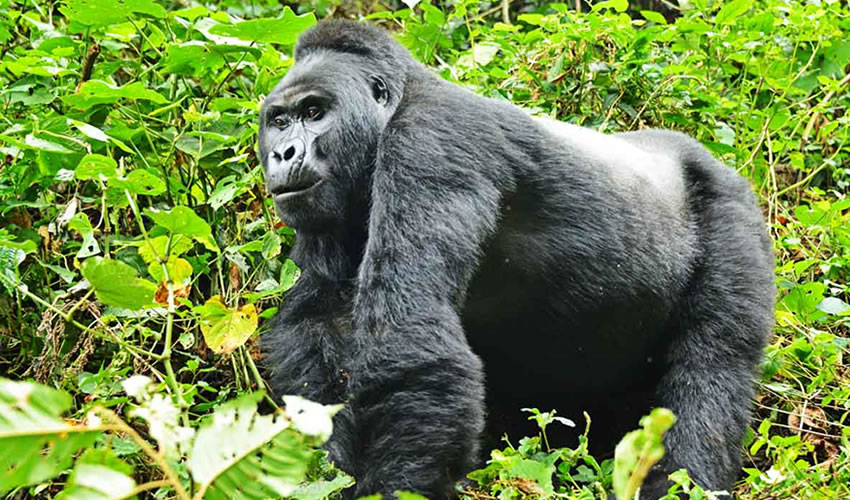 gorilla trekking in volcanoes national park