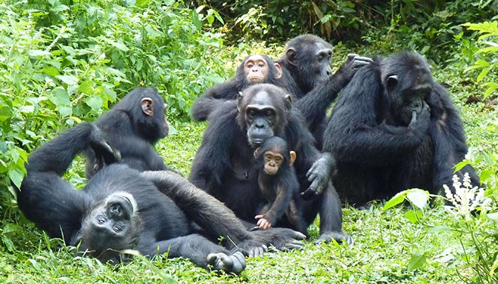 Chimpanzee trekking Rules and Regulations in Kibale National park