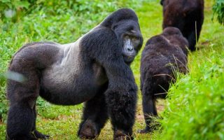 7 days Maasai Mara wildlife and Rwanda gorilla safari