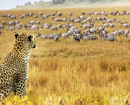8 Days Samburu, Lake Nakuru, Amboseli & Nairobi Safari