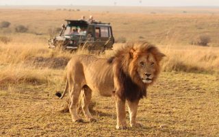 Best Places to see Lions in East Africa