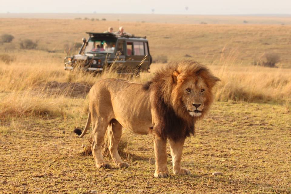 6 days Masai Mara – Nakuru –Amboseli safari