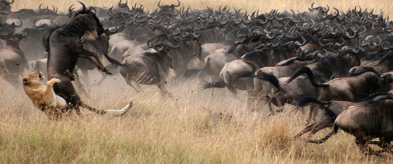 15 days best of Kenya wildlife safari tour