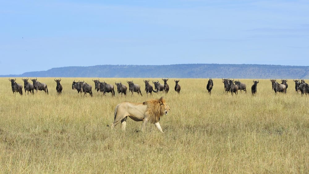 Getting to Serengeti national park from Arusha Tanzania