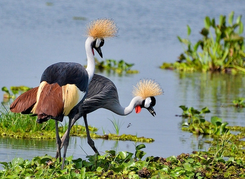Common Birds in East Africa