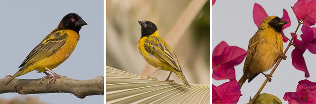 Bird Checklist of Rwanda