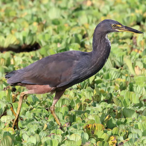 Birds of Akagara National Park
