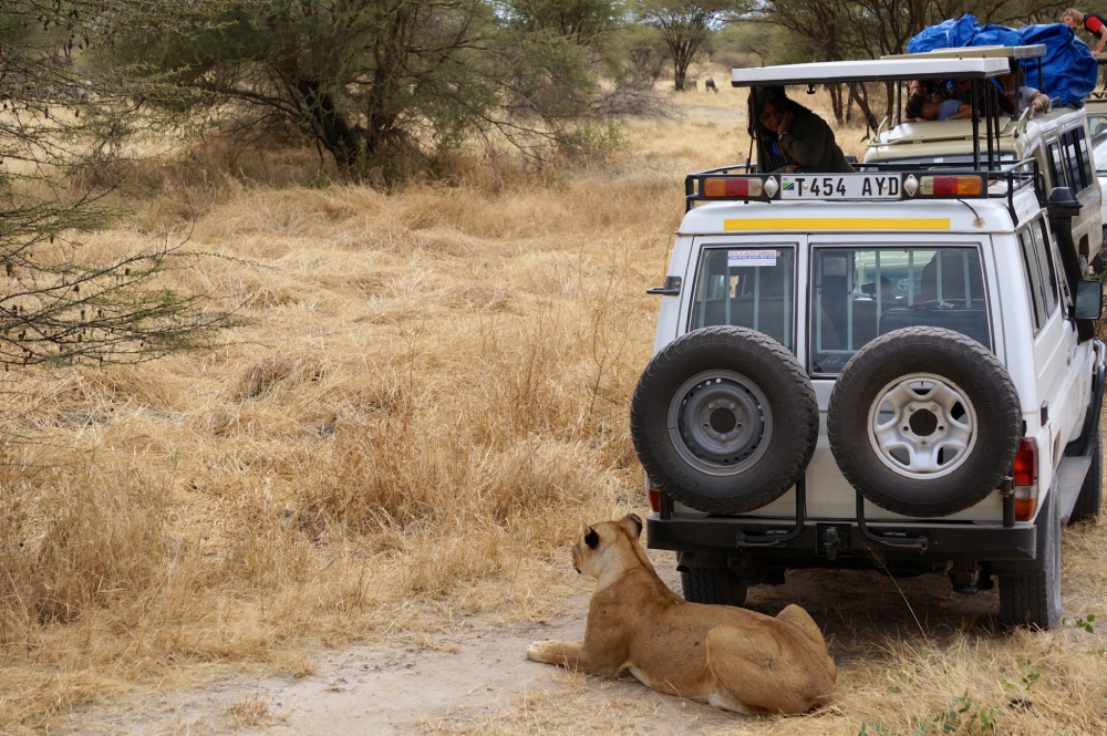 A safari in the northern part of Serengeti national park Tanzania