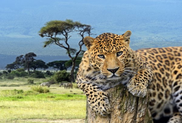 Amboseli National Park Big Five
