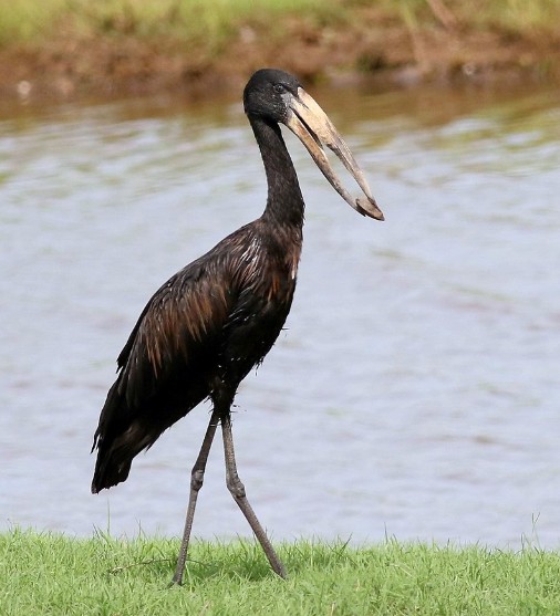 Birds in Nairobi national park 