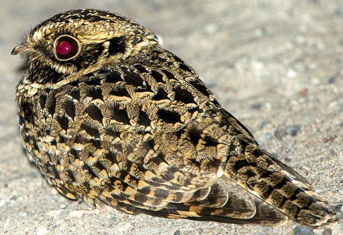 Bird List in Akagera National Park 