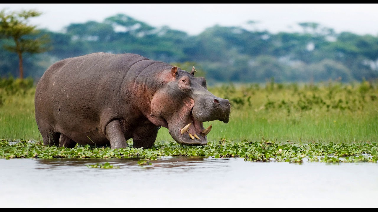 Hippo Point in Kenya 