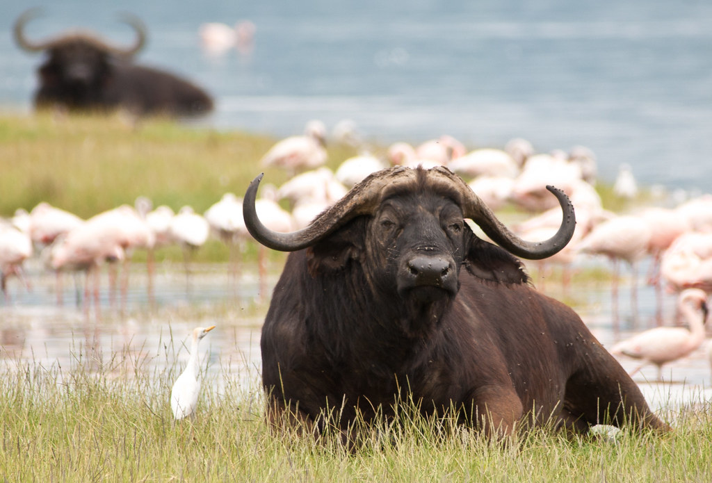 Common Animals in Lake Nakuru National Park