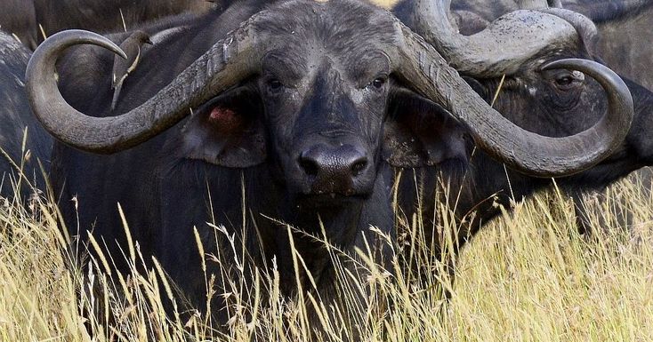 Kenya's most dangerous Animal species