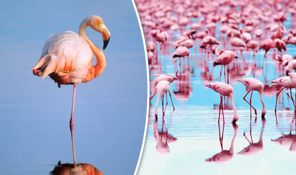 Why do Flamingos Stand on one Leg