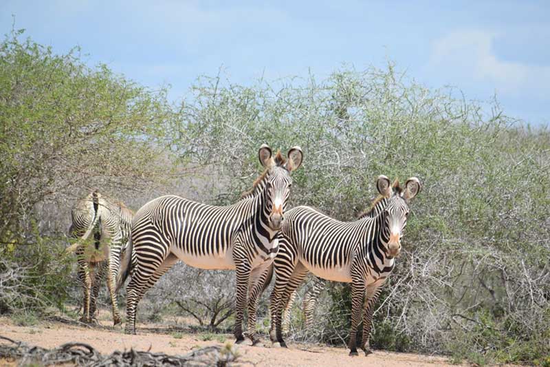 Animal Camouflage in Kenya
