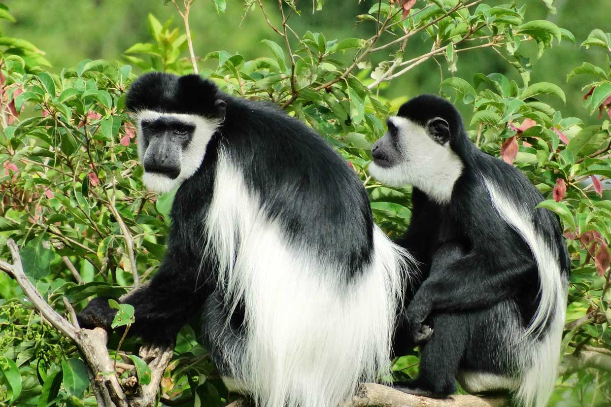  Colobus Monkey Tracking in Nyungwe Forest National Park