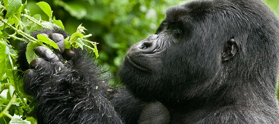 Aday In A Life Of Mountain Gorillas In East Africa