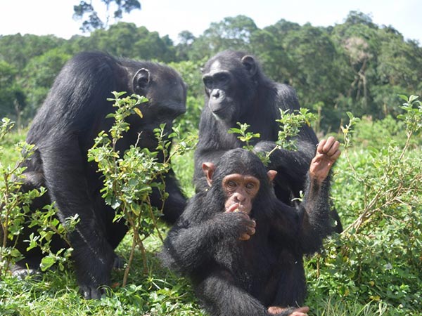 Ngamba Island Chimpanzee Sanctuary tour