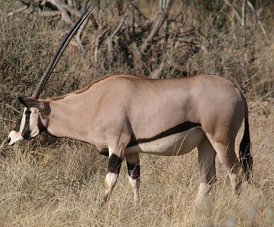 Beisa Oryx in Samburu National Reserve