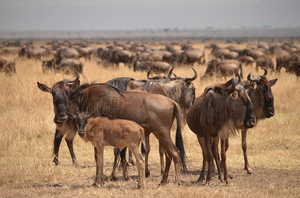 Wildebeest Migration Calving Season