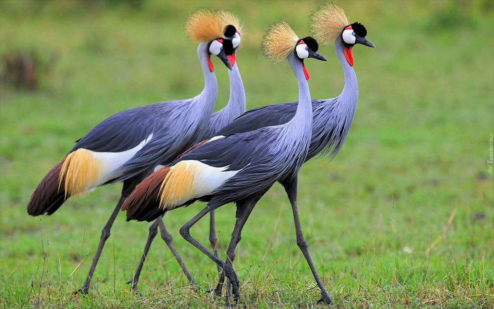 The Grey Crested Crane